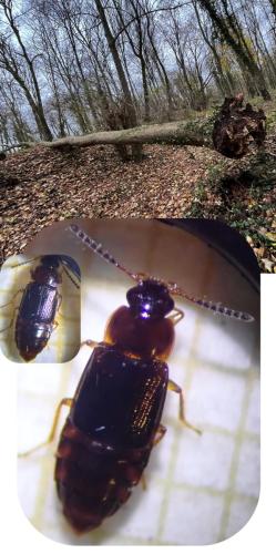 Réf. 353 077 : Phyllodrepoidea crenata